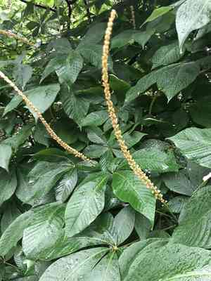Bottlebrush buckeye(Aesculus parviflora)