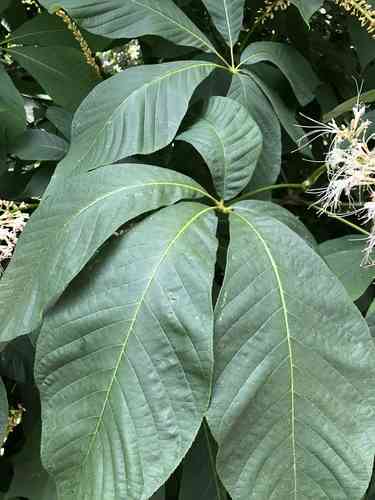 Bottlebrush buckeye(Aesculus parviflora)