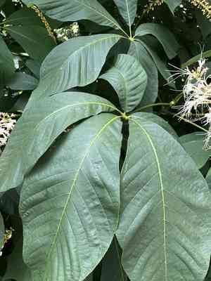 Bottlebrush buckeye(Aesculus parviflora)