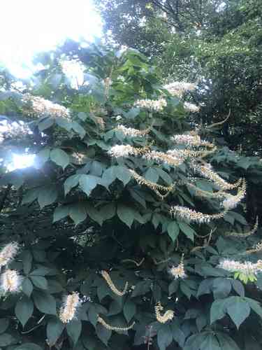 Bottlebrush buckeye(Aesculus parviflora)