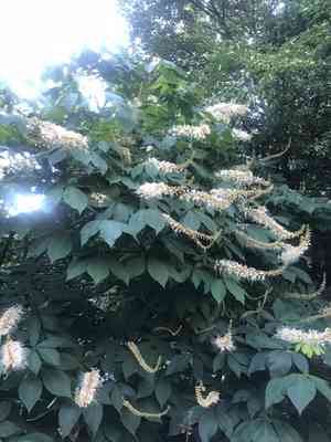 Bottlebrush buckeye(Aesculus parviflora)