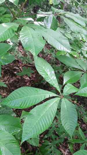 Bottlebrush buckeye(Aesculus parviflora)