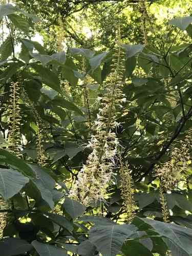 Bottlebrush buckeye(Aesculus parviflora)