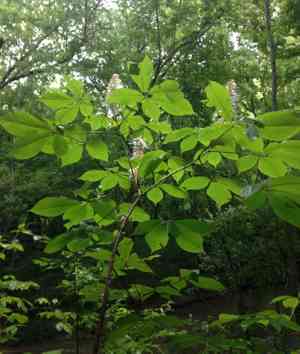 Bottlebrush buckeye(Aesculus parviflora)