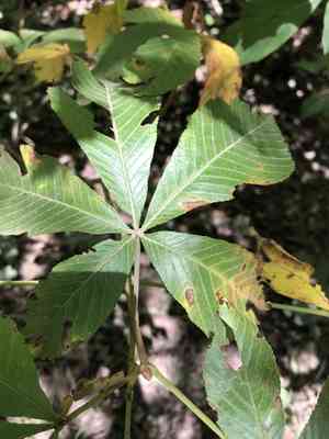 Red buckeye(Aesculus pavia)