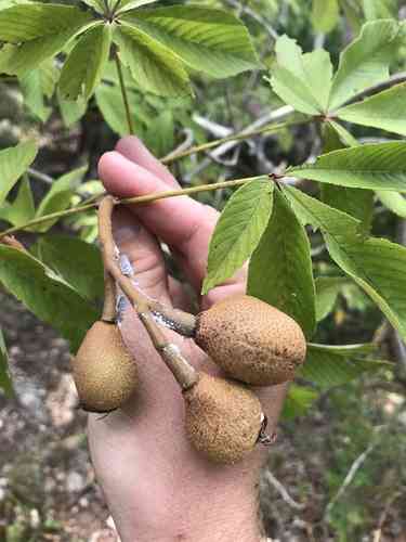 Red buckeye(Aesculus pavia)
