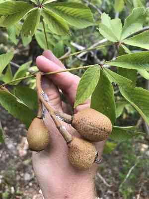 Red buckeye(Aesculus pavia)