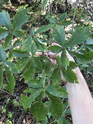 Red buckeye(Aesculus pavia)