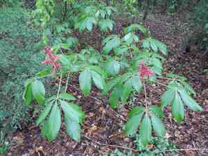 Red buckeye(Aesculus pavia)