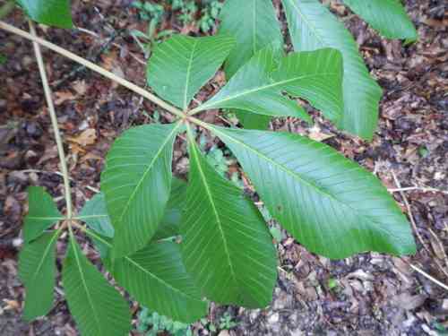Red buckeye(Aesculus pavia)
