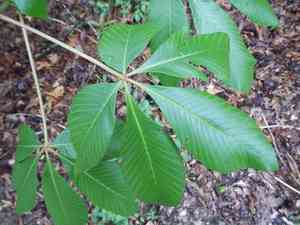Red buckeye(Aesculus pavia)