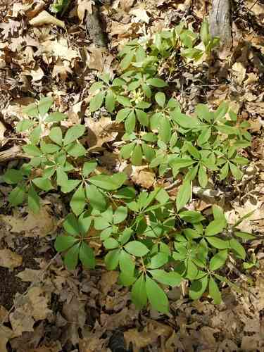 Painted buckeye(Aesculus sylvatica)