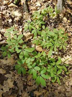 Painted buckeye(Aesculus sylvatica)