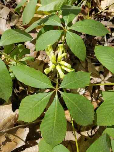 Painted buckeye(Aesculus sylvatica)