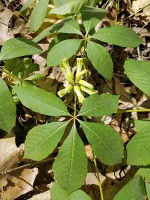 Painted buckeye(Aesculus sylvatica)