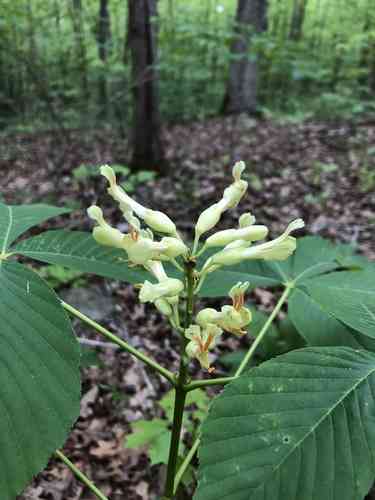 Painted buckeye(Aesculus sylvatica)