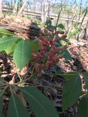 Painted buckeye(Aesculus sylvatica)