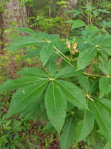 Painted buckeye(Aesculus sylvatica)