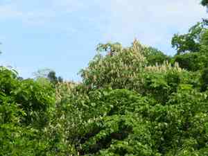 Japanese horse-chestnut(Aesculus turbinata)