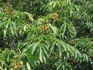 Japanese horse-chestnut(Aesculus turbinata)