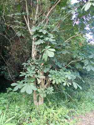 Japanese horse-chestnut(Aesculus turbinata)