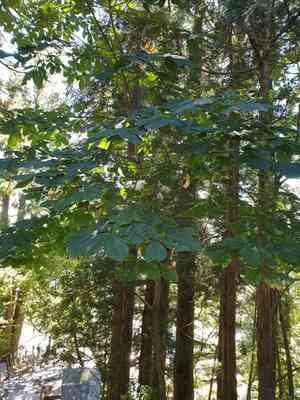 Japanese horse-chestnut(Aesculus turbinata)