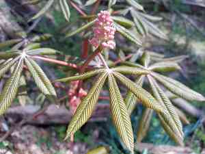 Aesculus × carnea(Aesculus × carnea)