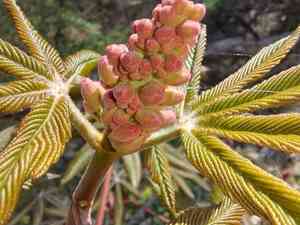 Aesculus × carnea(Aesculus × carnea)