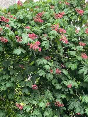 Aesculus × carnea(Aesculus × carnea)