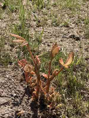 Buckeye (Aesculus)(Aesculus)
