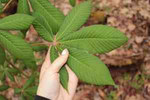 Buckeye (Aesculus)(Aesculus)