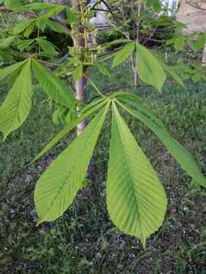 Buckeye (Aesculus)(Aesculus)