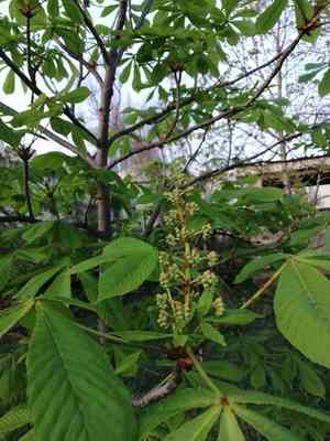 Buckeye (Aesculus)(Aesculus)