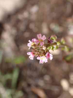 Burnt candytuft(Aethionema saxatile)