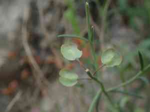 Burnt candytuft(Aethionema saxatile)