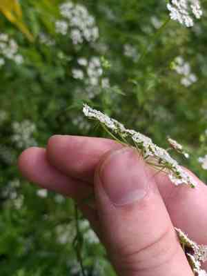 Fool's parsley(Aethusa cynapium)