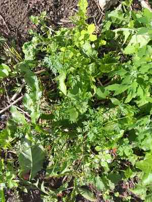 Fool's parsley(Aethusa cynapium)