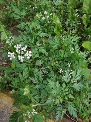 Fool's parsley(Aethusa cynapium)