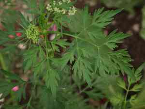 Fool's parsley(Aethusa cynapium)