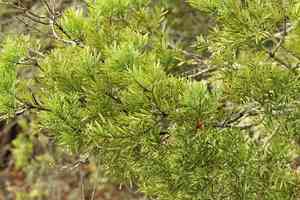 Common yellowwood(Afrocarpus falcatus)