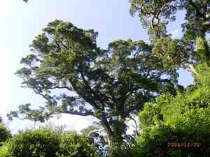 Common yellowwood(Afrocarpus falcatus)