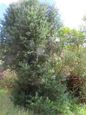 Common yellowwood(Afrocarpus falcatus)