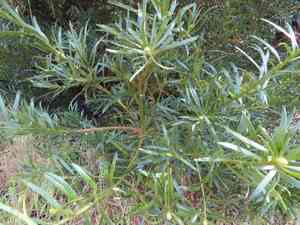 Common yellowwood(Afrocarpus falcatus)