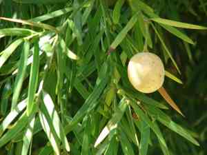 Yellowwood (Afrocarpus)(Afrocarpus)