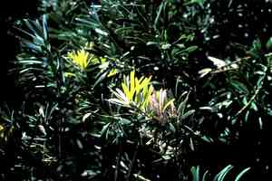 Yellowwood (Afrocarpus)(Afrocarpus)
