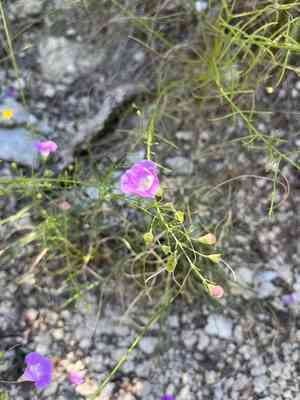 Plateau false foxglove(Agalinis edwardsiana)