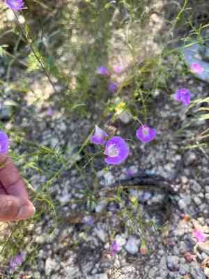 Plateau false foxglove(Agalinis edwardsiana)