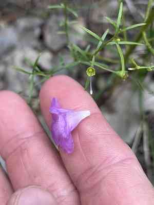 Plateau false foxglove(Agalinis edwardsiana)
