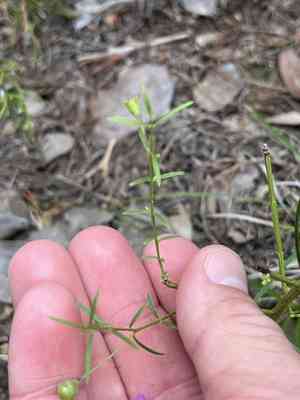 Plateau false foxglove(Agalinis edwardsiana)