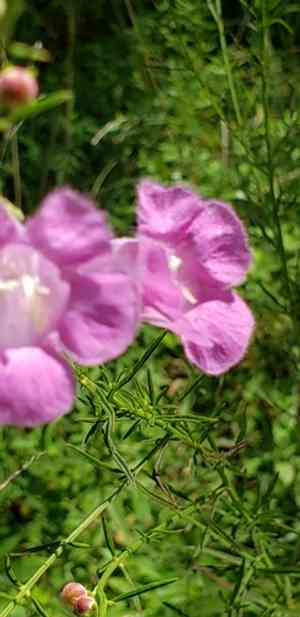 Beach false foxglove(Agalinis fasciculata)